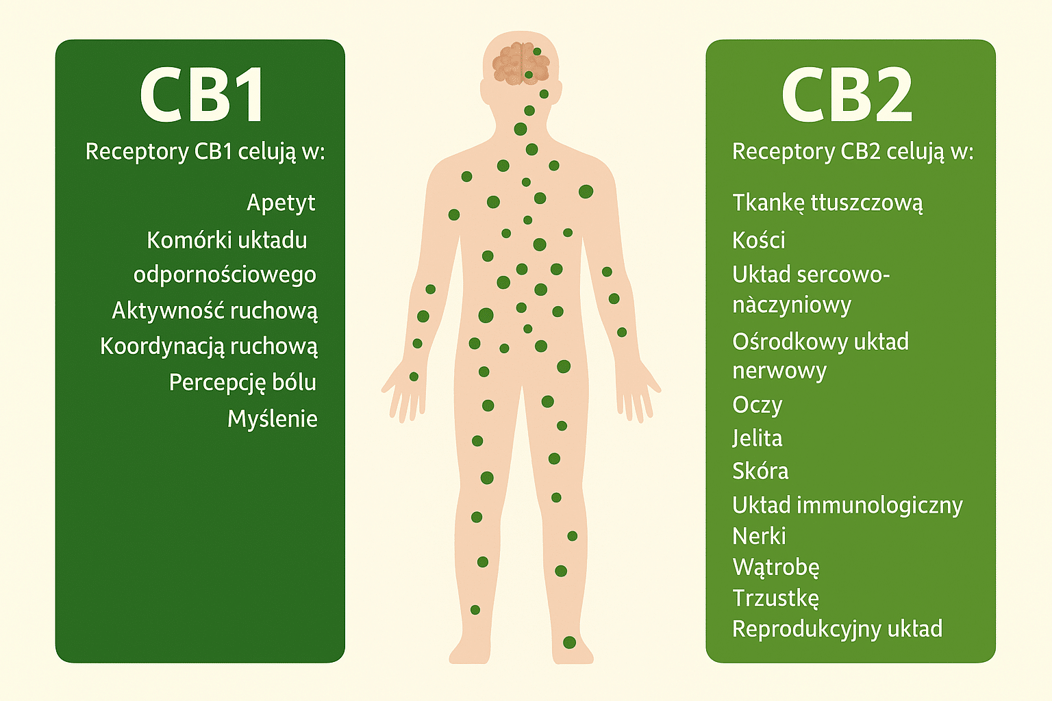 Porównanie receptorów CB1 i CB2 - Infografika układ endokannabinoidowy