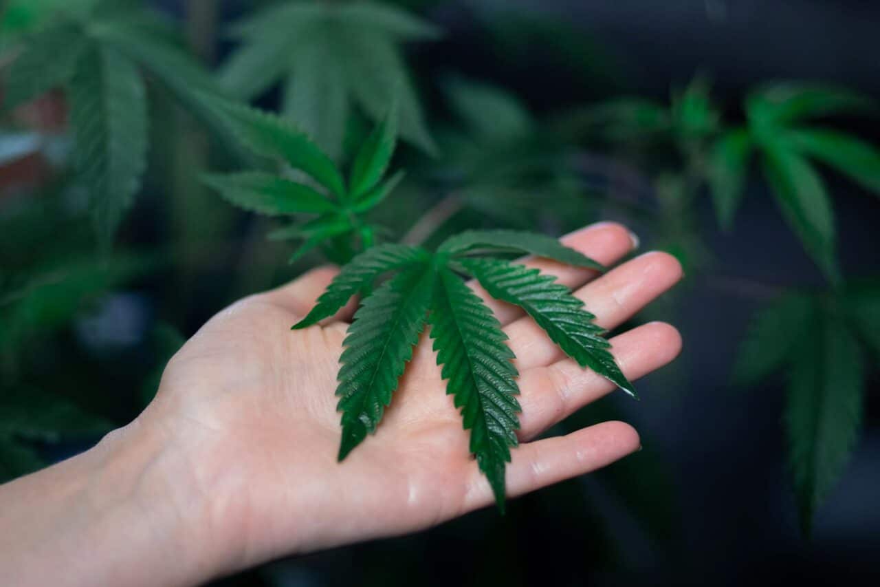 Konopie (Cannabis): Kompleksowy Przewodnik oparty na Badaniach Naukowych