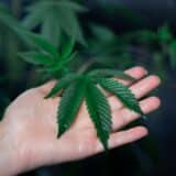 konopie (cannabis)