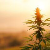 Marihuana a regeneracja po chorobie - konopie