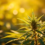 Marihuana a zdrowie kobiet