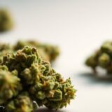 medyczna marihuana