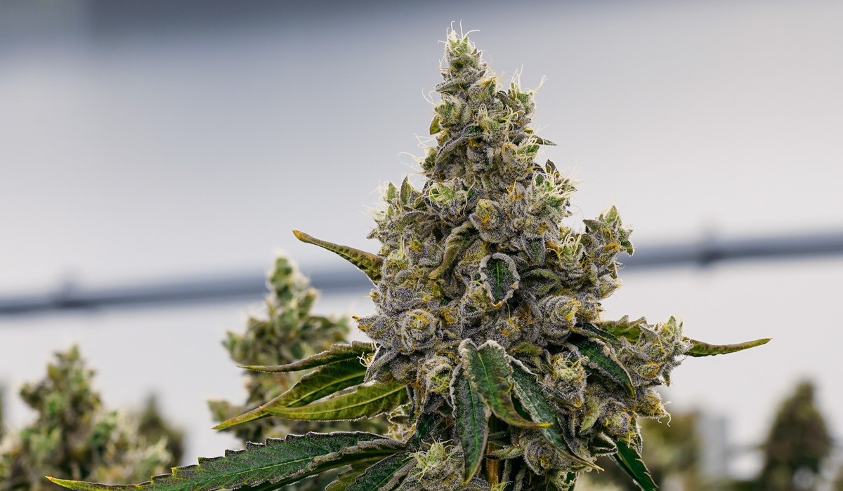 Gelato 33 od Cantourage – (THC 26%) mocna odmiana medycznej marihuany