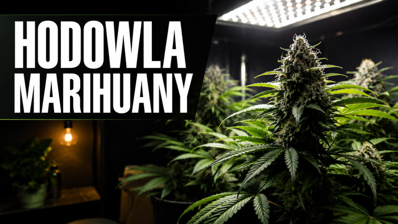 Uprawa konopi w Polsce — co jest legalne, a co nie